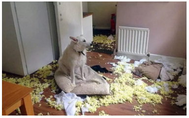 為什麼不買保險就不讓養狗？