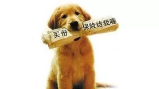 寵物保險怎麼挑選？有寵物的你確定不了解一下？