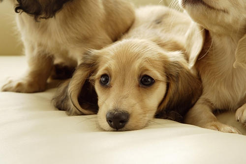 寵物保險怎麼挑選？有寵物的你確定不了解一下？