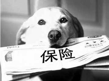 寵物保險怎麼挑選？有寵物的你確定不了解一下？